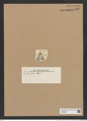 Triceratium figuratum Grev. (de-Toni-Nr.: Genus 140, Species 4014) Zeichnungen Sammlung Grunow Nr. 7485 (NHMW-BOT-W0376601)